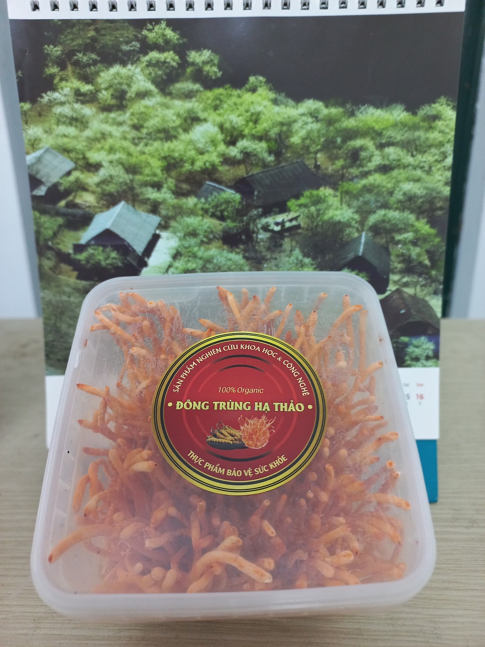 Đông trùng hạ thảo tươi Viện Hàn lâm